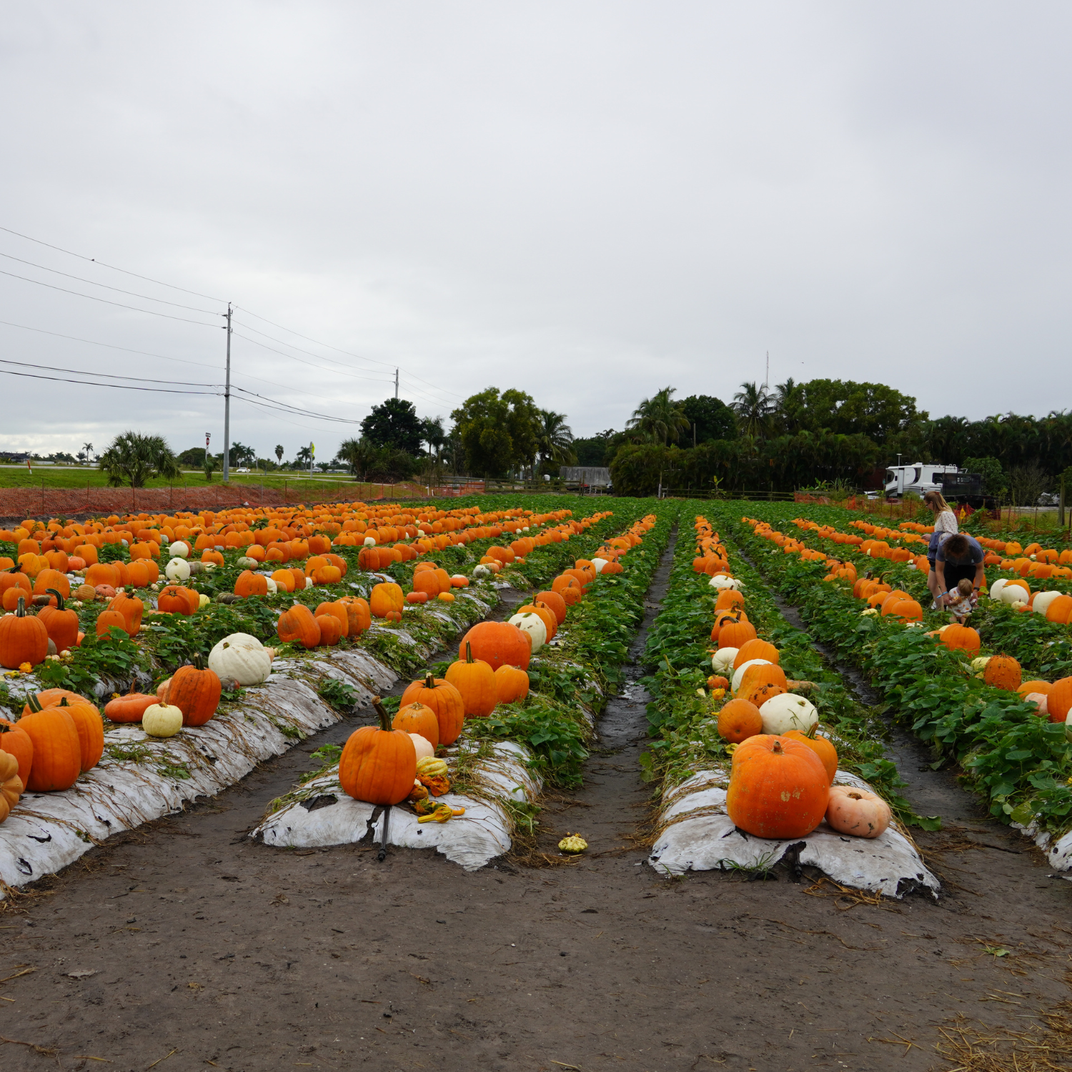 Agritourism in Florida - Bedner's Pumpkin Patch
