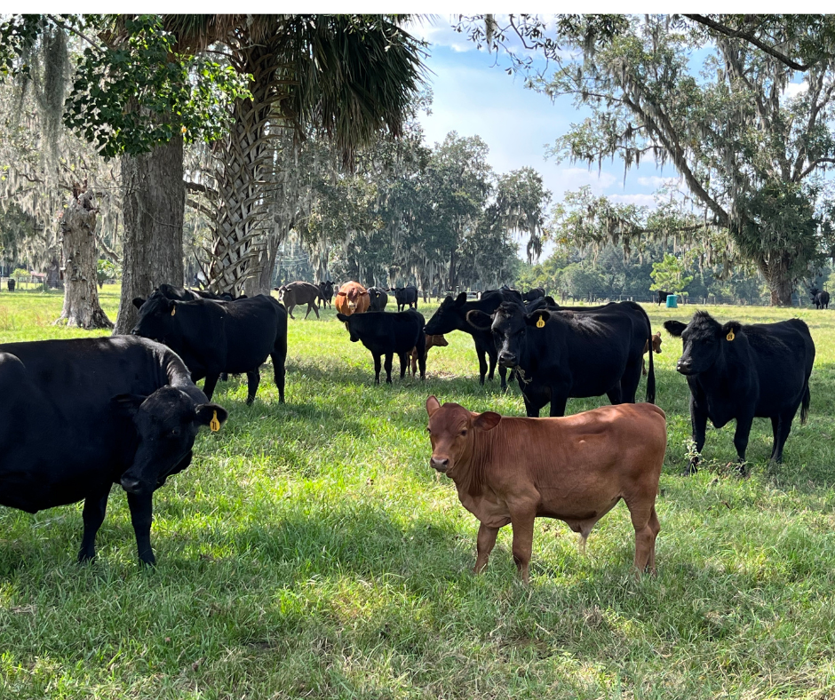 Cows and calves standing in the shade 