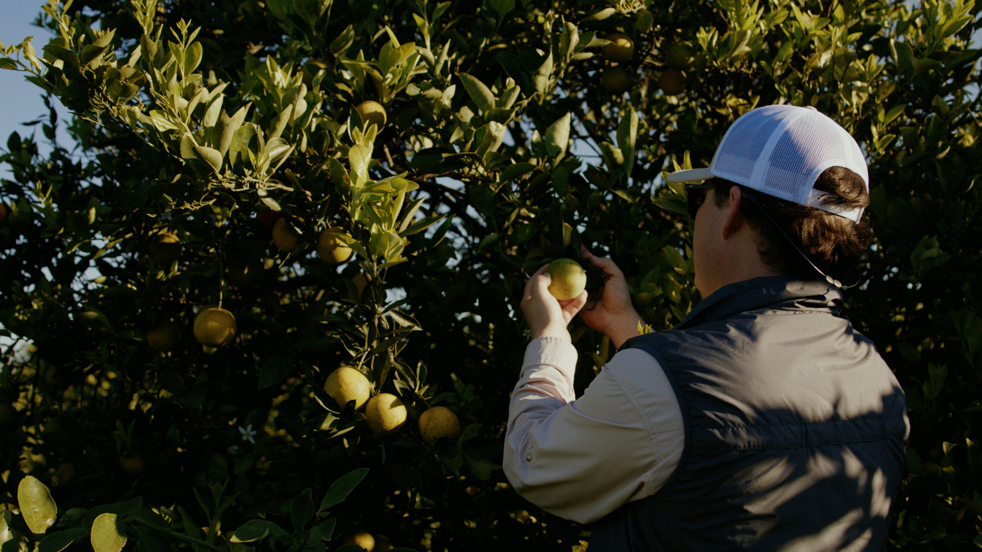 Jake in orange grove