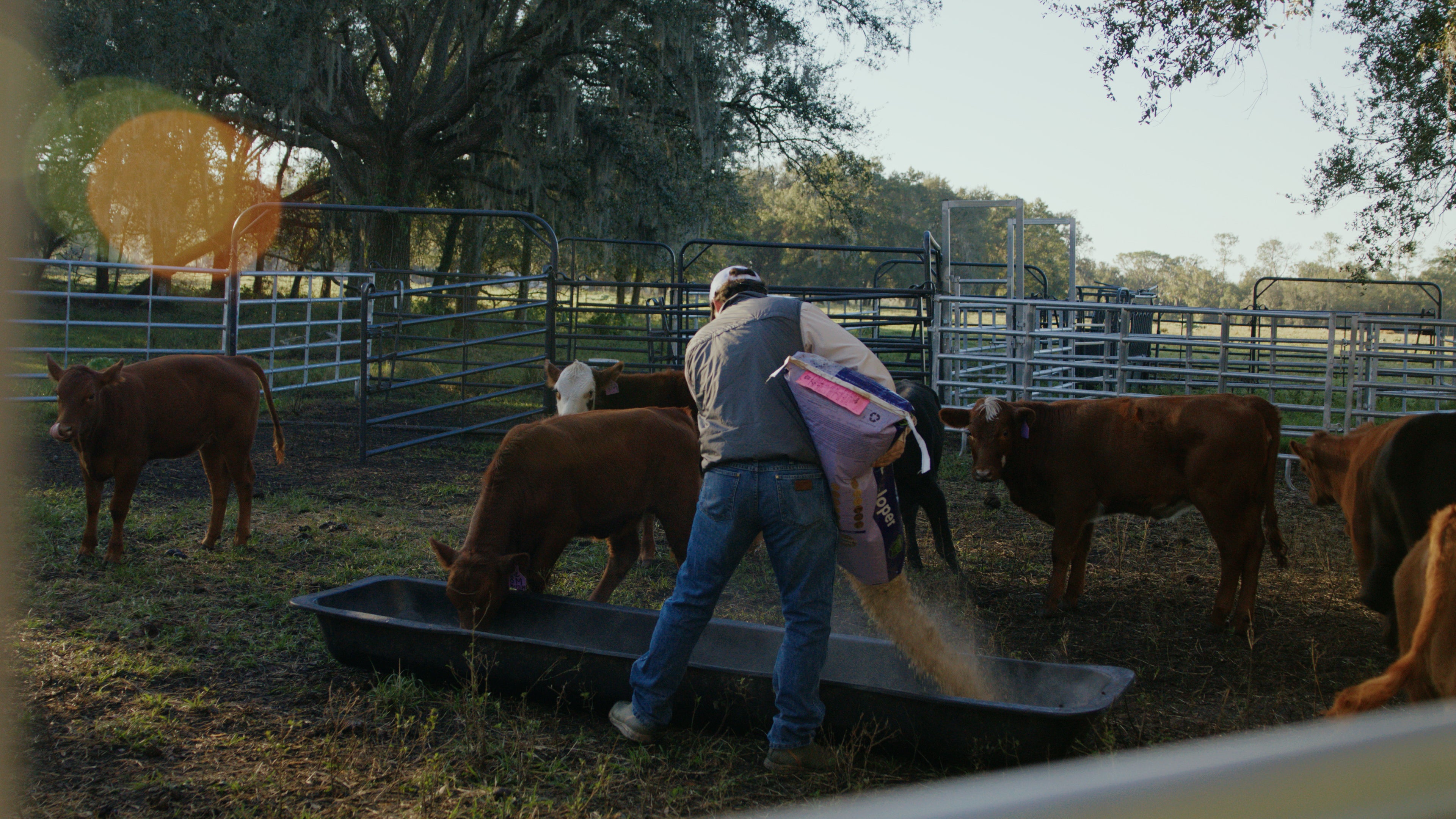 Jake feeding calves