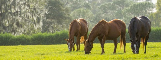 horse in field