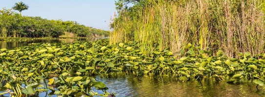 pond