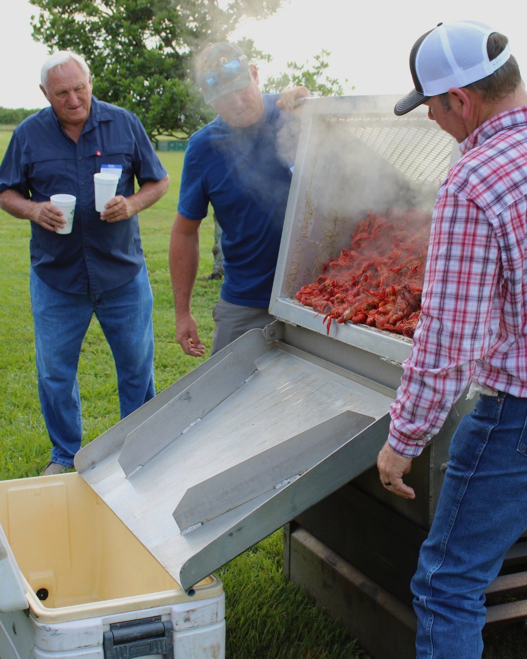 Three men are gathered around a large metal container filled with steaming cooked crawfish. One man is holding the lid open while another is preparing to transfer the crawfish into a cooler placed below the container. The third man stands nearby holding two cups. The scene takes place outdoors on a grassy area with trees in the background.