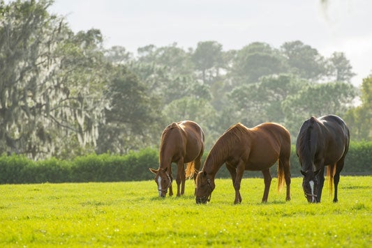 Five Things to Know Before Buying Rural Land in Florida | Farm Credit ...