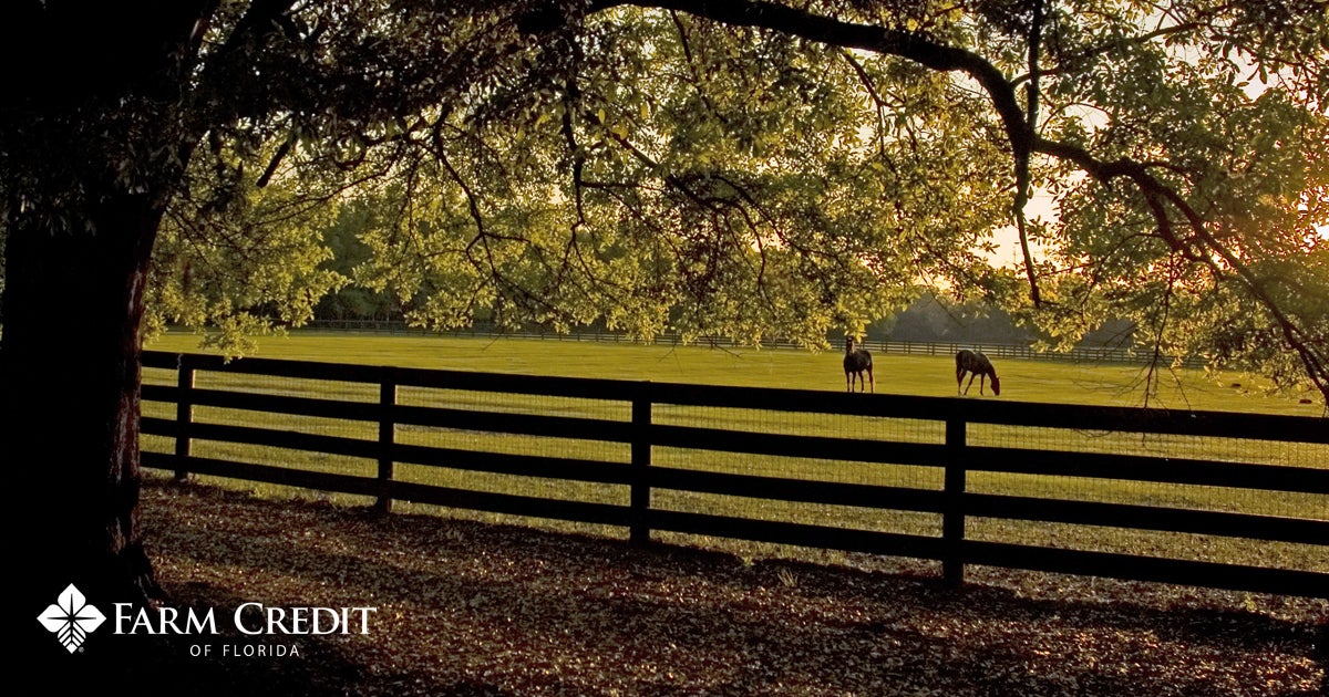 Loans for Farms, Land and Rural Homes Farm Credit of Florida